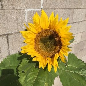 Meet your Posher, Allyson